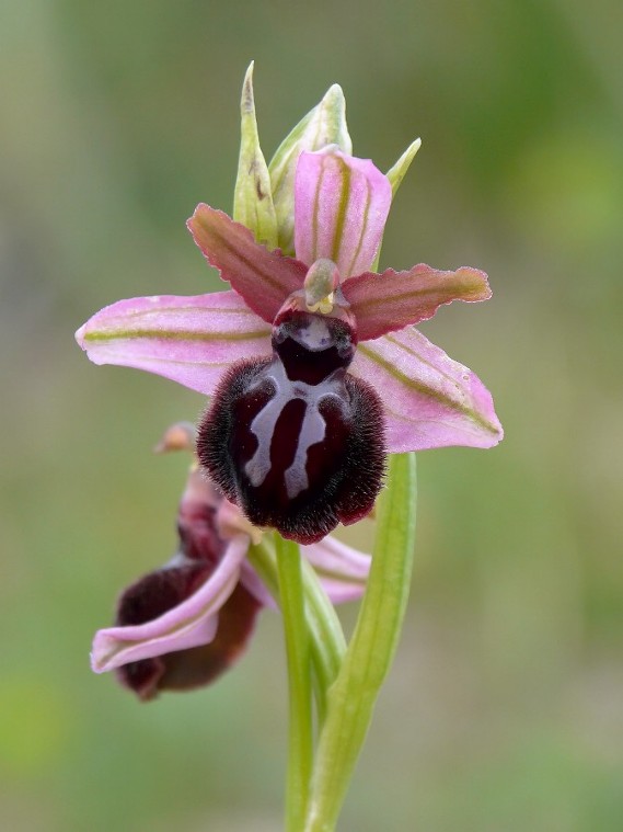 Ophrys sipontensis dal Gargano.....